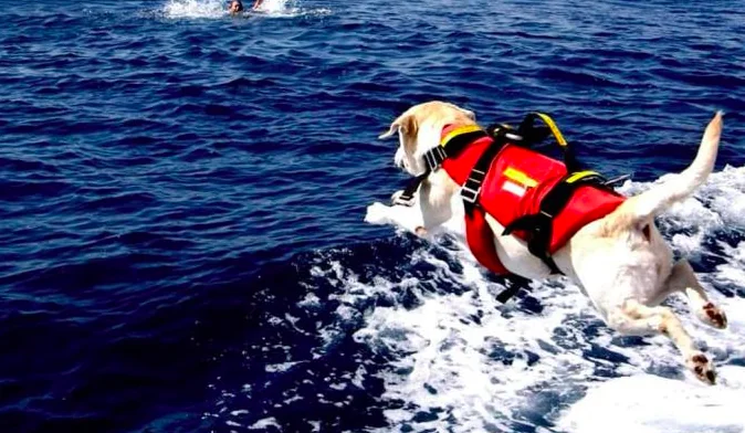 Cani bagnino salvano una turista e un bimbo
